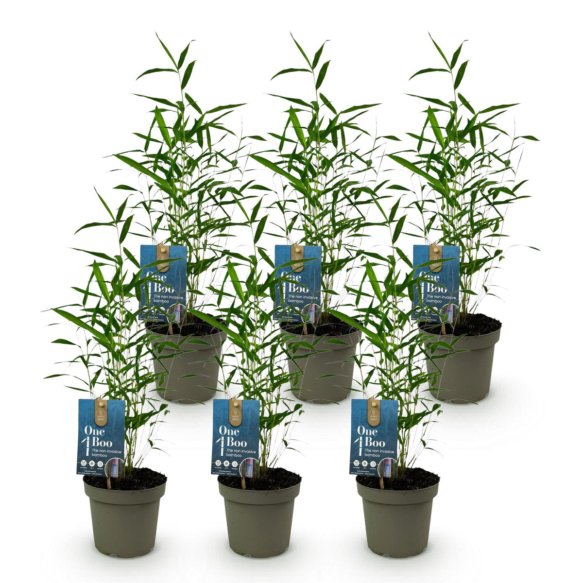 Green boutiQ - Bambou - Fargesia Blue Dragon - Persistant - Non traçant - Vert - 6 plantes - Pot 14cm - Hauteur 35cm