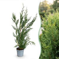 Green boutiQ - 24x Cupressocyparis leylandii 2011 - Leylandii - Haagplanten - Groenblijvend - Groen - Pot 9cm - Hoogte 30-40cm