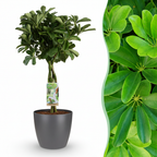 Green boutiQ - Plante d'intérieur - Plante ombrelle - Schefflera Nora - Vert - Peu d'entretien - 1 plante - avec pot gris - Pot 21cm - Hauteur 70 - 80cm