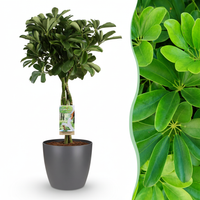 Green boutiQ - Kamerplant - Vingerplant - Schefflera Nora - Groen - Weinig onderhoud - 1 Plant - met Potter Grijs - Pot 21cm - Hoogte 70 - 80cm