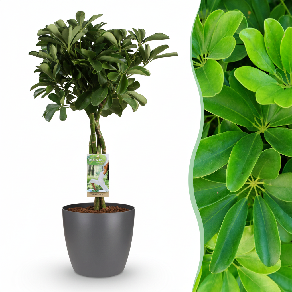 Green boutiQ - Plante d'intérieur - Plante ombrelle - Schefflera Nora - Vert - Peu d'entretien - 1 plante - avec pot gris - Pot 21cm - Hauteur 70 - 80cm