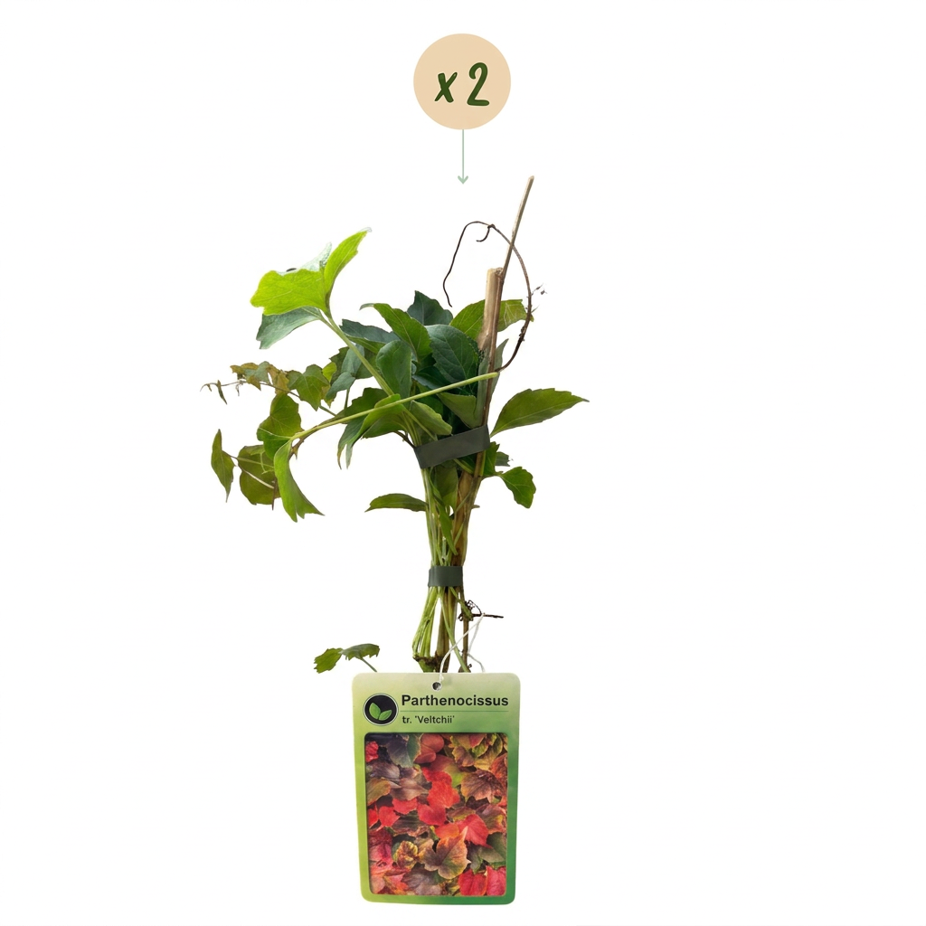2x Parthenocissus tr. 'Veitchii Boskoop' - Boston ivy - Yellow - Green - Climber - Ø9cm - ↕35cm