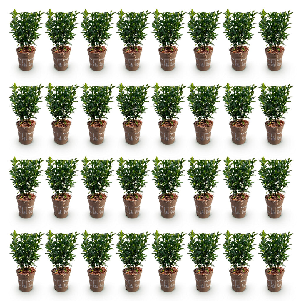 Green boutiQ - 40x Euonymus japonica Green Spire - Japanischer Spindelstrauch - Heckenpflanzen - Immergrün - Grün - Topf 9cm - Höhe 20-25cm