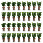 Green boutiQ - 40x Euonymus japonica Green Spire - Japanischer Spindelstrauch - Heckenpflanzen - Immergrün - Grün - Topf 9cm - Höhe 20-25cm