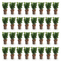 Green boutiQ - 40x Euonymus japonica Green Spire - Kardinaalsmuts - Haagplanten - Groenblijvend - Groen - Pot 9cm - Hoogte 20-25cm