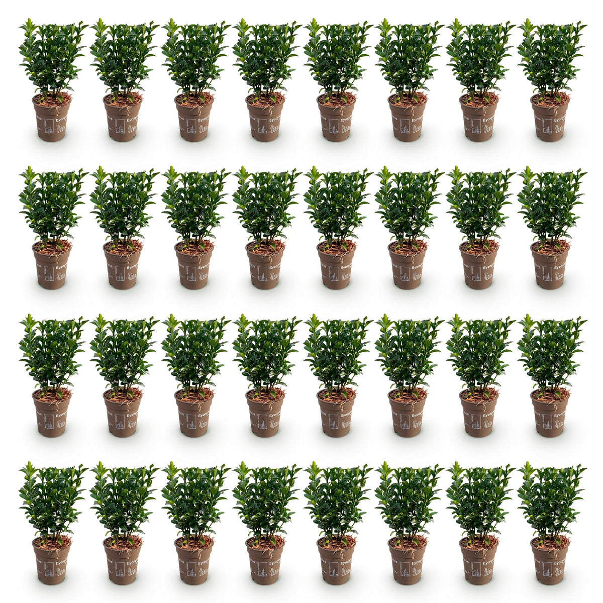 Green boutiQ - 40x Euonymus japonica Green Spire - Japanischer Spindelstrauch - Heckenpflanzen - Immergrün - Grün - Topf 9cm - Höhe 20-25cm