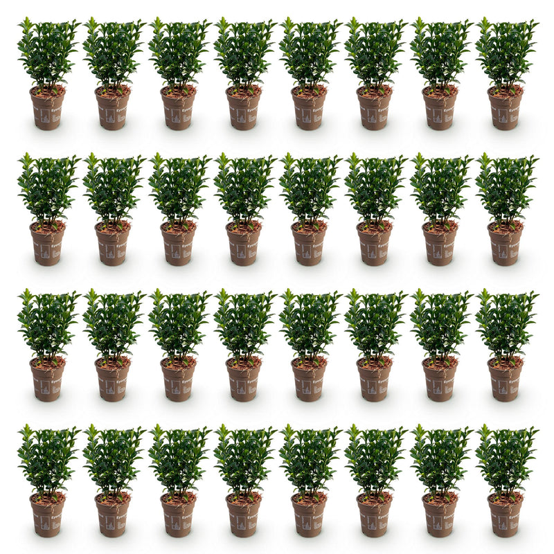 Green boutiQ - 40x Euonymus japonica Green Spire - Kardinaalsmuts - Haagplanten - Groenblijvend - Groen - Pot 9cm - Hoogte 20-25cm