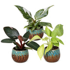 3x Baby Philodendron Tricolour - White - Pink - Yellow - Green - Tropical - incl. Copper Reef - Ø6cm - ↕10-15cm