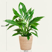 Green boutiQ - Kamerplant - Lepelplant - Spathiphyllum - Wit - Weinig onderhoud - 1 Plant - met Mand - Pot 21cm - Hoogte 70 - 80cm