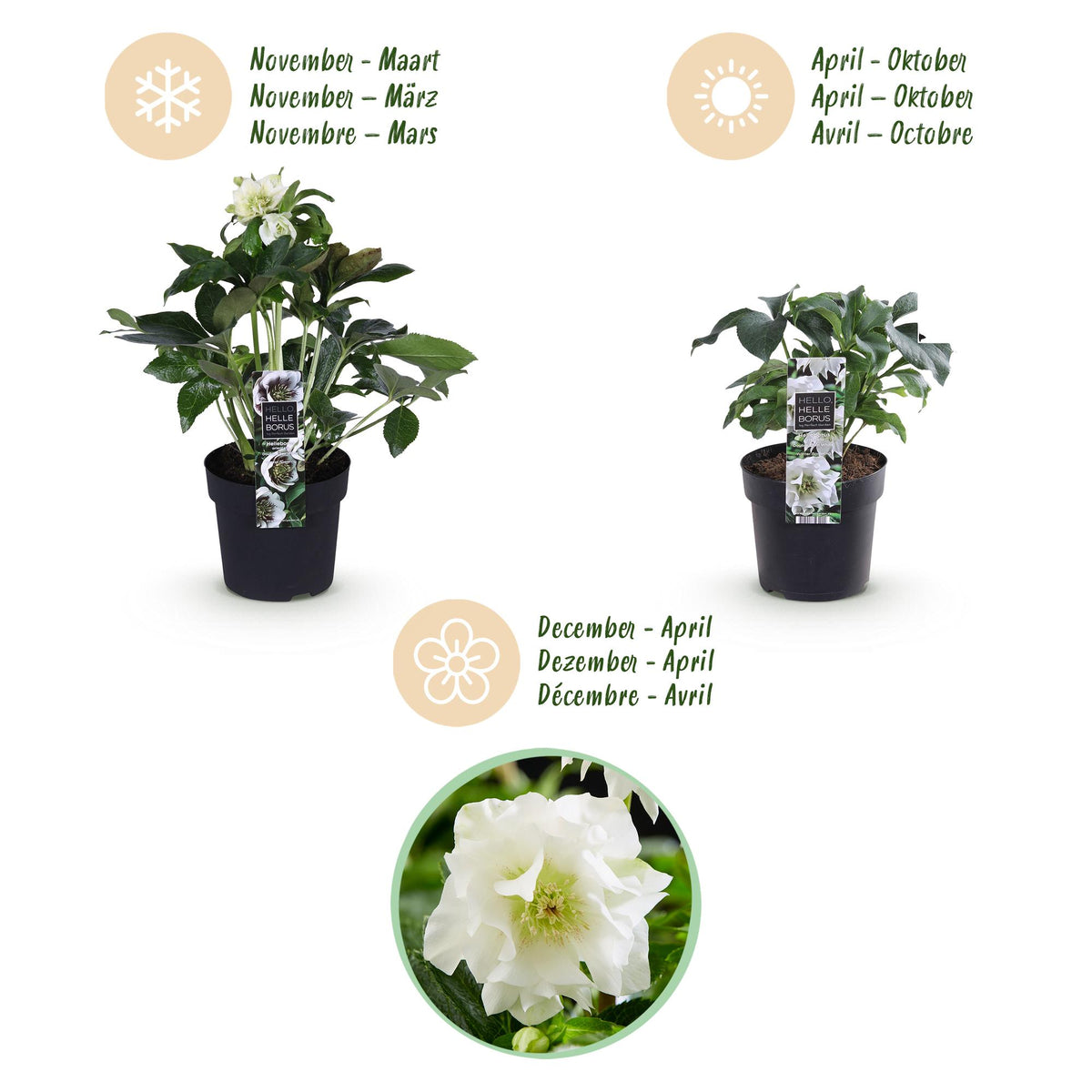Green boutiQ - Plante de jardin - Rose de Carême - Helleborus orientalis Double Ellen White - Fleur Blanche - 2 Plantes - Persistantes - Pot 14cm Hauteur 35cm