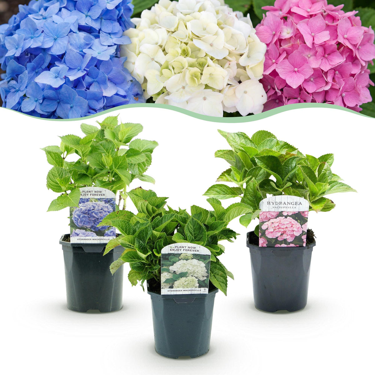 Green boutiQ - Hortensia - Hydrangea macrophylla Tricolour - Bloem Blauw, Roze en Wit  - 3 Planten - Bladverliezend - Weinig Onderhoud - Pot 17cm Hoogte 30cm