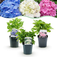 Green boutiQ - Hortensia - Hydrangea macrophylla Tricolour - Bloem Blauw, Roze en Wit  - 3 Planten - Bladverliezend - Weinig Onderhoud - Pot 17cm Hoogte 30cm