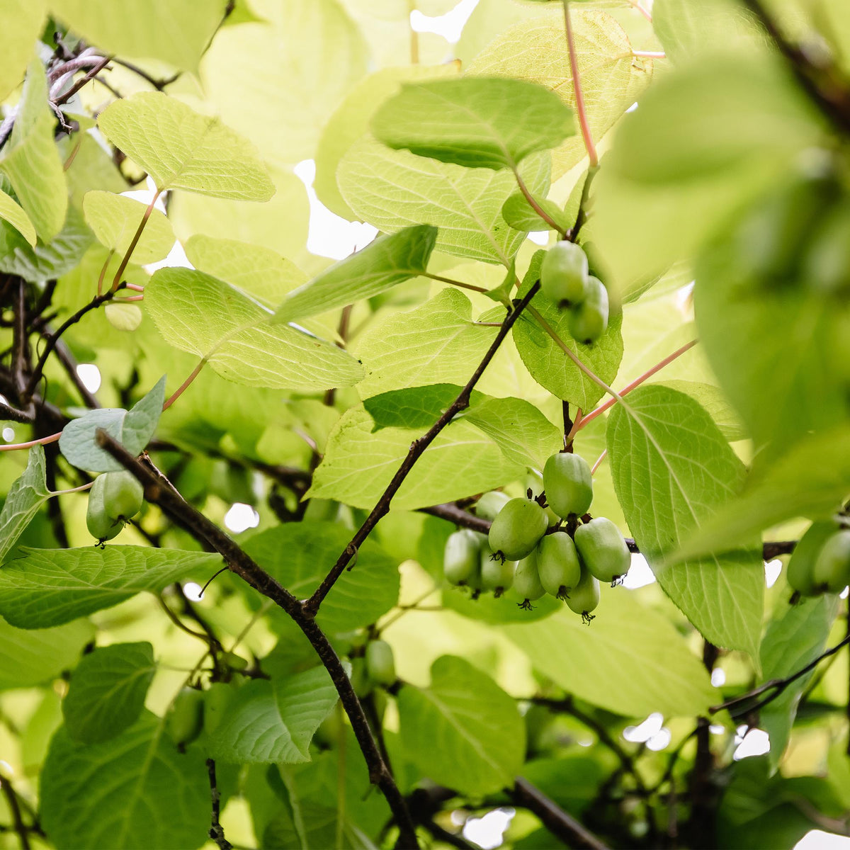 Green boutiQ - Fruitplant - Kiwi - Actinidia arguta Issai - Groene Vrucht - 2 planten -  Pot 11cm Hoogte 40cm