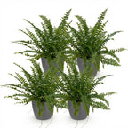 Green boutiQ - Zimmerpflanze - Nephrolepsis exaltata Green Lady - Farn - Haustierfreundliche Pflanze - Grün - 4 Pflanzen - mit Topf Grau - Topf 12cm - Höhe 25cm