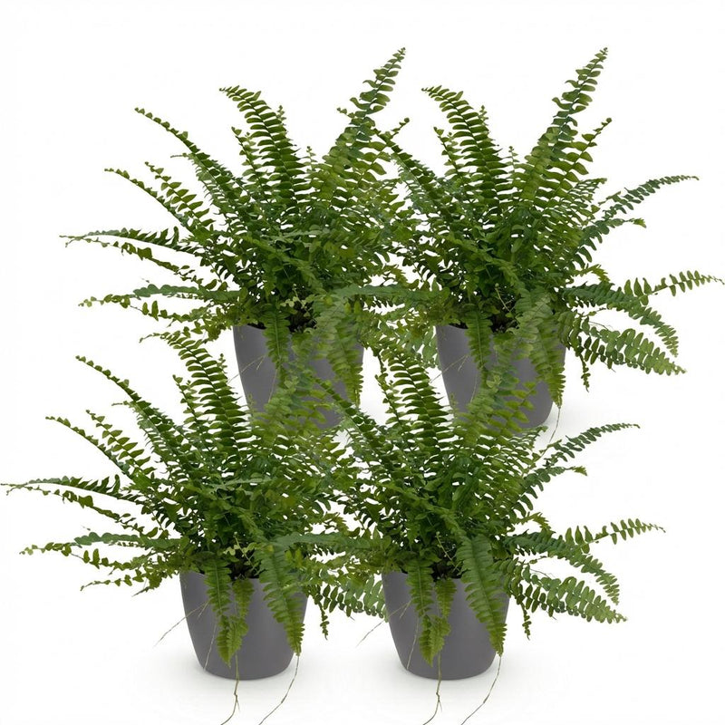 Green boutiQ - Kamerplant - Nephrolepsis exaltata Green Lady - Varen - Huisdiervriendelijke Plant - Groen - 4 Planten - met Potter Grijs - Pot 12cm - Hoogte 25cm