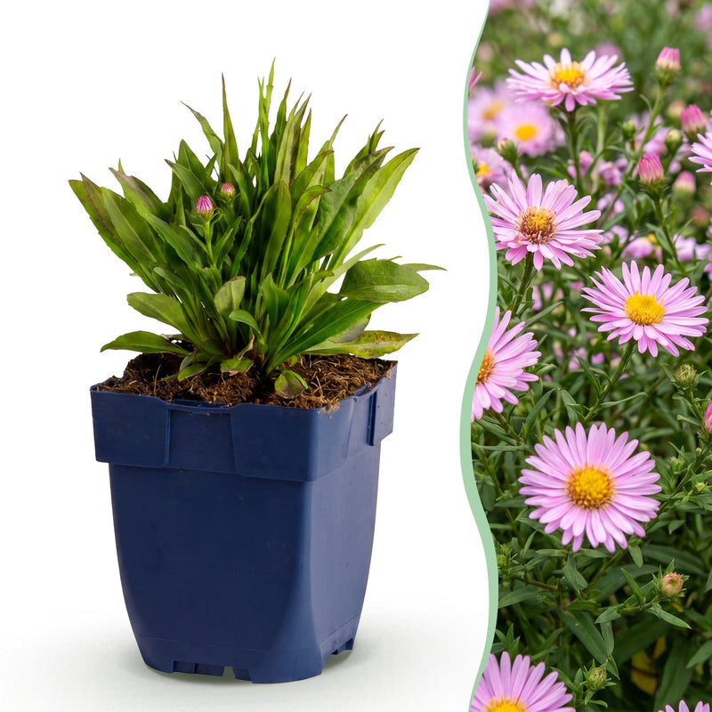 Green boutiQ - Vasteplant - Aster Wood's Pink - Pluimspirea - Bijen en Vlinderlokkers - Roze - 3 Planten - Pot 11cm - Hoogte 15-25cm