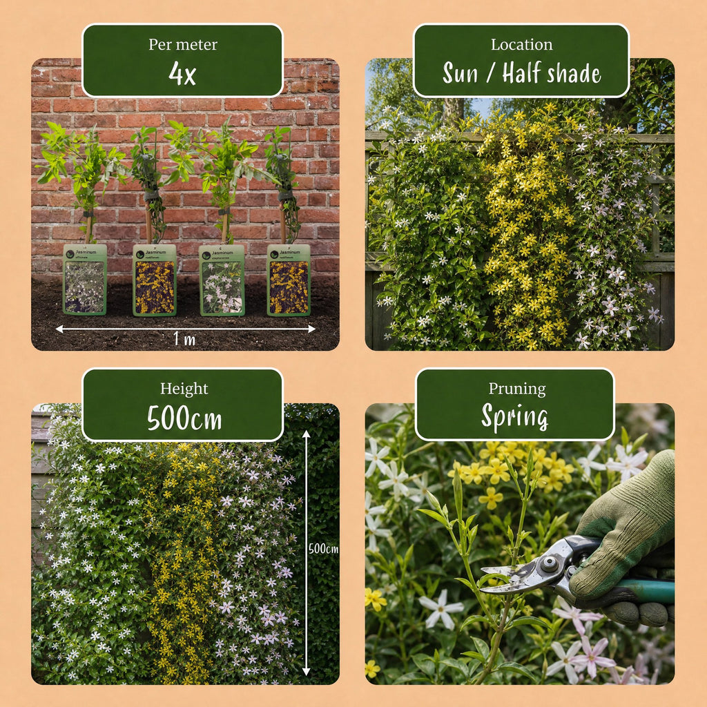 6x Jasminum Tricolour - Jasmin tricolore - Jaune - Blanc - Rose - Grimpante - Ø9cm - ↕35cm