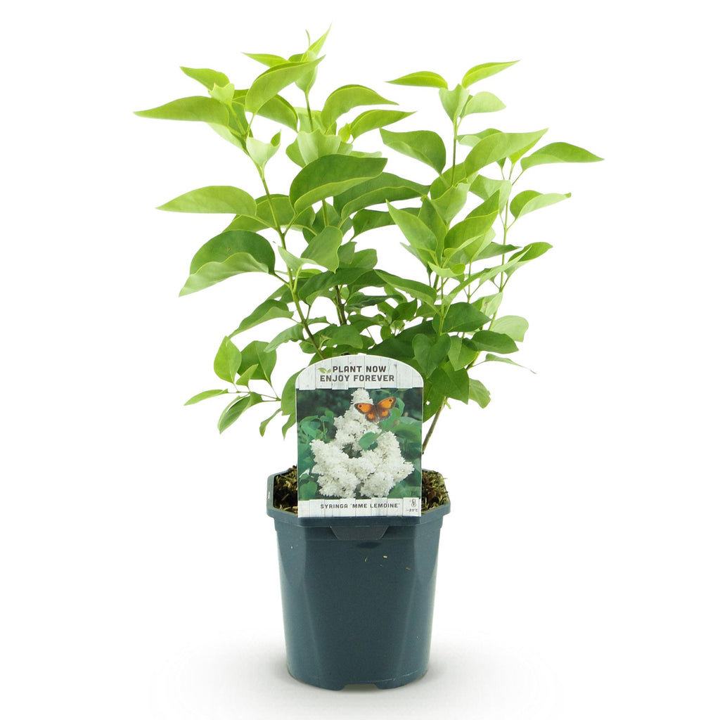 Green boutiQ - Plante de jardin - Syringa vulgaris mme Lemoine - Lilas commun - Rustique - Blanc - 1 Plante - Pot 17cm - Hauteur 45cm