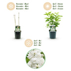 Green boutiQ - Plante de jardin - Syringa vulgaris mme Lemoine - Lilas commun - Rustique - Blanc - 1 Plante - Pot 17cm - Hauteur 45cm