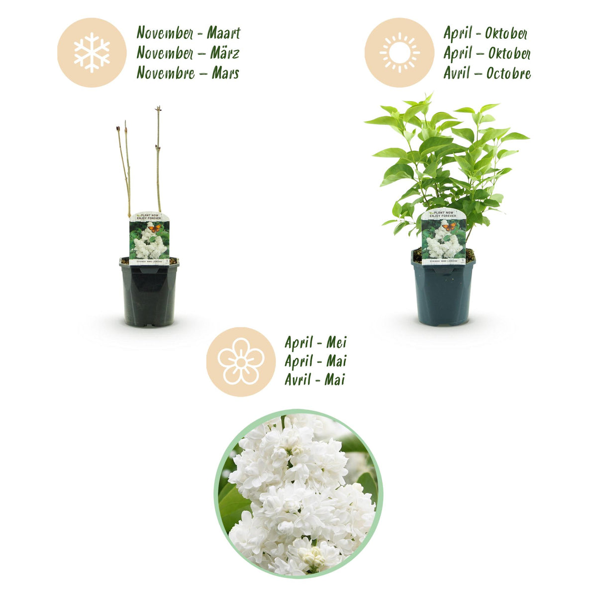 Green boutiQ - Plante de jardin - Syringa vulgaris mme Lemoine - Lilas commun - Rustique - Blanc - 1 Plante - Pot 17cm - Hauteur 45cm