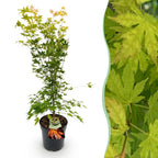 Green boutiQ - Plante d'extérieur - Acer palmatum Orange Dream - Érable du Japon - Caduc - Orange - 1 - Pot 26cm - Hauteur 90cm