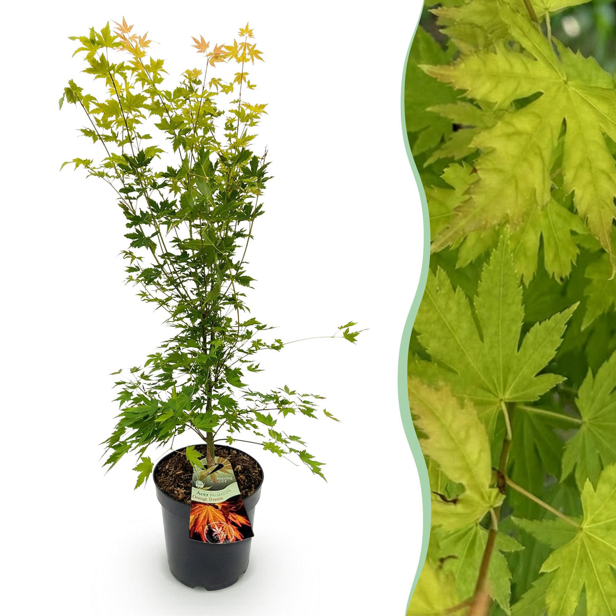 Green boutiQ - Plante d'extérieur - Acer palmatum Orange Dream - Érable du Japon - Caduc - Orange - 1 - Pot 26cm - Hauteur 90cm