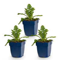 Green boutiQ - Vasteplant - Scabiosa col. Butterfly Blue - Duifkruid - Bijen en Vlinderlokkers - Paars - 3 Planten - Pot 11cm - Hoogte 15-25cm