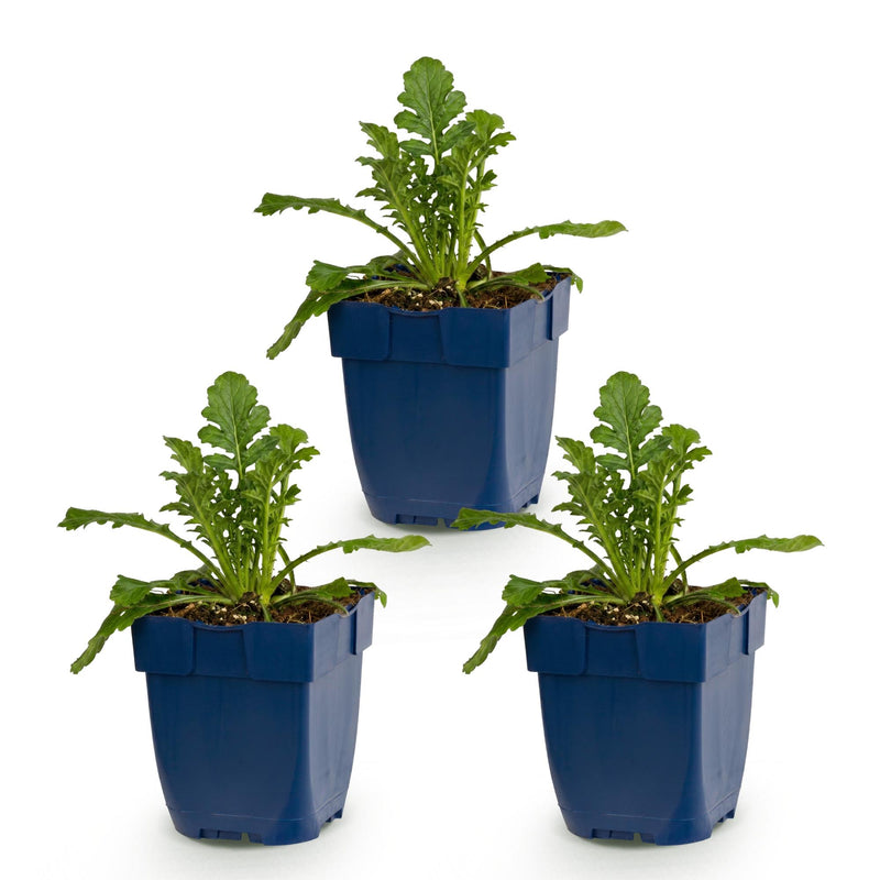 Green boutiQ - Vasteplant - Scabiosa col. Butterfly Blue - Duifkruid - Bijen en Vlinderlokkers - Paars - 3 Planten - Pot 11cm - Hoogte 15-25cm