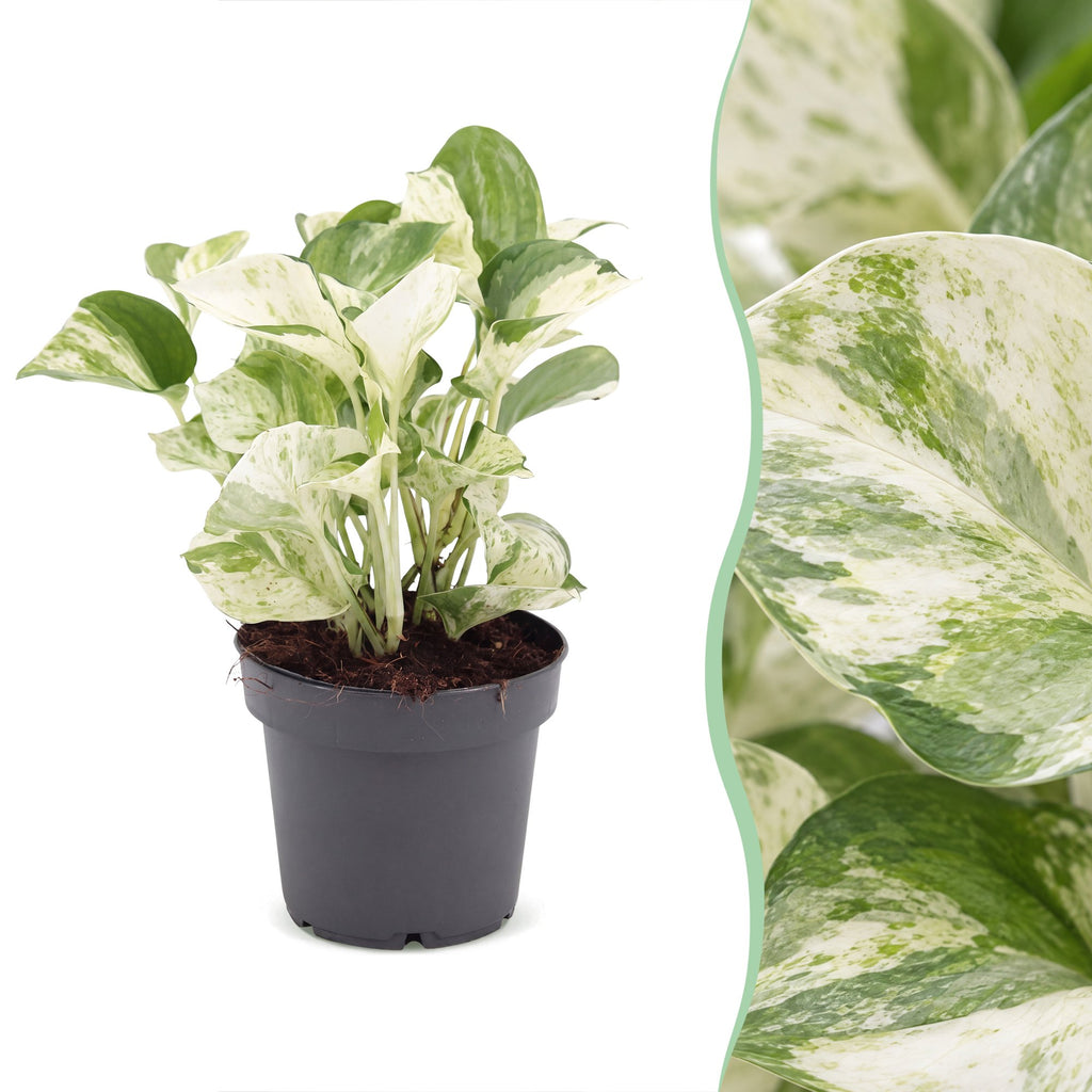 Epipremnum Manjula - Manjula Pothos - Green - White - Tropical - Ø12cm - ↕25cm