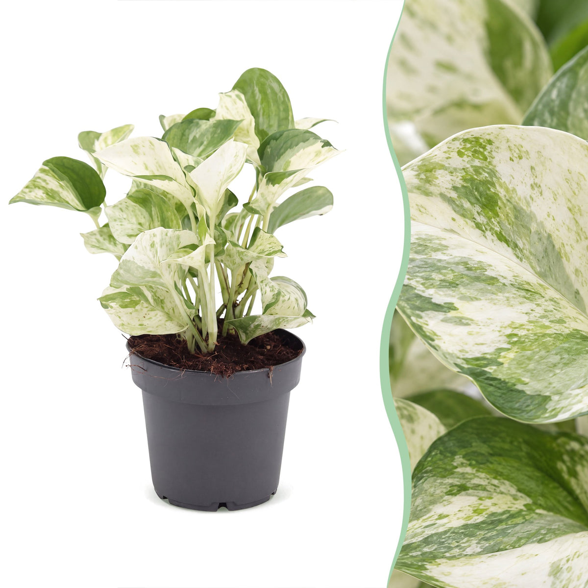 Epipremnum Manjula - Manjula Pothos - Green - White - Tropical - Ø12cm - ↕25cm