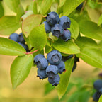 Green boutiQ - Fruchtpflanze - Vaccinium corymbosum Patriot - Heidelbeere - Winterhart - Blaubeere - 2 Pflanzen - Topf 15cm - Höhe 50cm