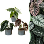 3x Baby Alocasia Tricolour - Red - Green - Black - Tropical - incl. Linnea Misty Blue - Ø6cm - ↕12cm