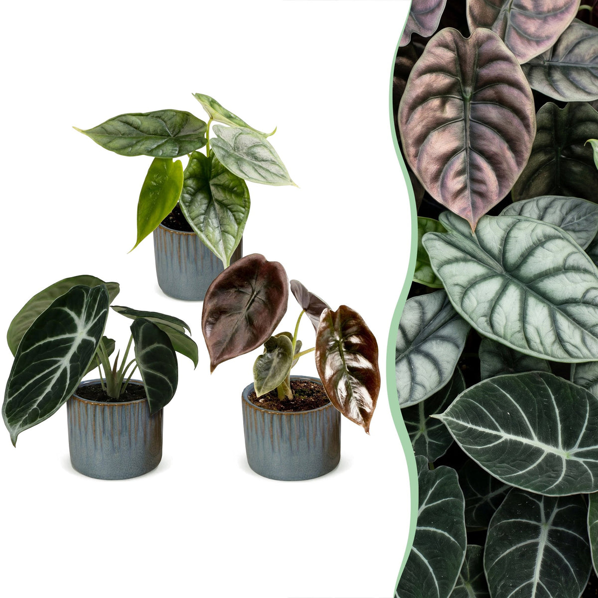 3x Baby Alocasia Tricolour - Red - Green - Black - Tropical - incl. Linnea Misty Blue - Ø6cm - ↕12cm