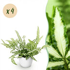 Green boutiQ - Zimmerpflanze - Pteris cretica Albolineata - Dünnfarn - Haustierfreundliche Pflanze - Grün - 4 Pflanzen - mit Topf Weiß - Topf 12cm - Höhe 20cm
