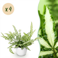 Green boutiQ - Kamerplant - Pteris cretica Albolineata - Lintvaren - Huisdiervriendelijke Plant - Groen - 4 Planten - met Potter Wit - Pot 12cm - Hoogte 20cm