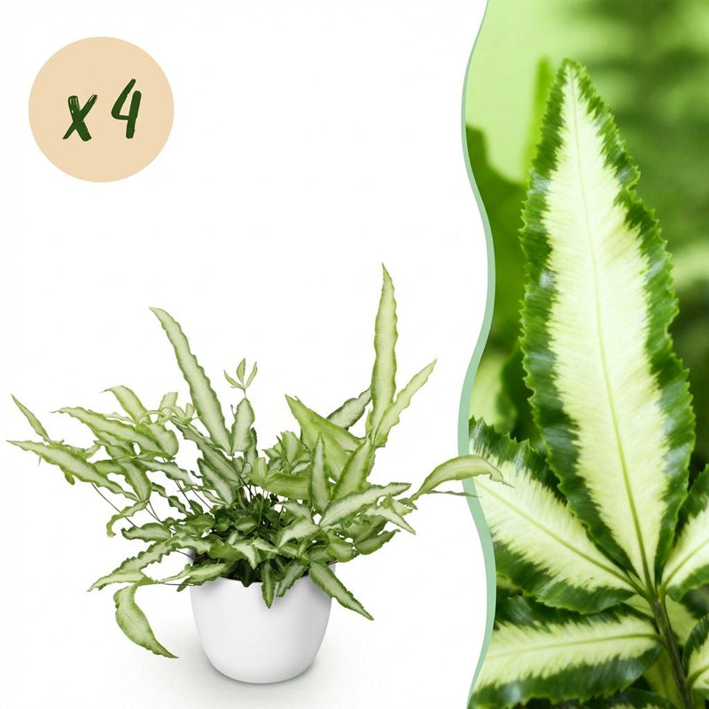 Green boutiQ - Kamerplant - Pteris cretica Albolineata - Lintvaren - Huisdiervriendelijke Plant - Groen - 4 Planten - met Potter Wit - Pot 12cm - Hoogte 20cm