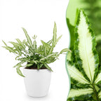 Green boutiQ - Plante d'intérieur - Pteris cretica Albolineata - Ptéris de Crète - Plante adaptée aux animaux de compagnie - Vert - 1 plante - avec pot blanc - Pot 12 cm - Hauteur 20 cm