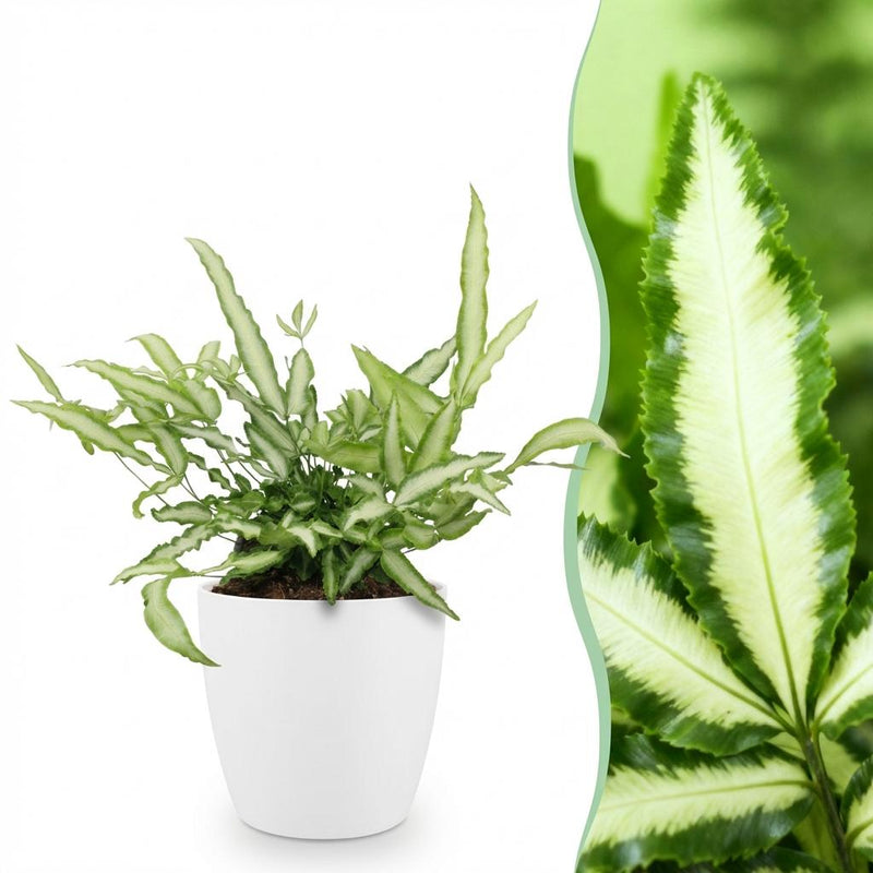 Green boutiQ - Kamerplant - Pteris cretica Albolineata - Lintvaren - Huisdiervriendelijke Plant - Groen - 1 Plant - met Potter Wit - Pot 12cm - Hoogte 20cm