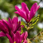 Green boutiQ - Arbustes - Magnolia Susan - Fleurs rose foncé - 1 plante - caduc - peu d'entretien - pot 17 cm hauteur 45 cm