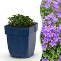 Green boutiQ - Plante vivace - Campanula portenschlagiana - Campanule à feuilles de pêcher - Couvre-sol - Rose - 1 plante - Pot 11cm - Hauteur 15-25cm