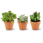 Mini mélange de succulentes - 3 pièces - Ø 8,1 cm - Hauteur : 5-10 cm - Pots en terre cuite