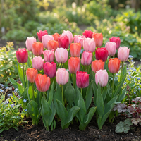 40x Tulipa Positive Vibe - Tulp Positive Vibe - Diversen - Voorjaarsbloeier - Bolmaat 11/12