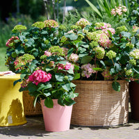 Green boutiQ - Tuinplant - Hydrangea Endles Summer The Original Pink - Hortensia - Winterhard - Roze - 1 Plant - Pot 14cm - Hoogte 20-25cm