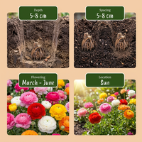 320x Ranunculus Mix - Ranonkel Mix - Diversen - Zomerbloeier - Bolmaat 5/6