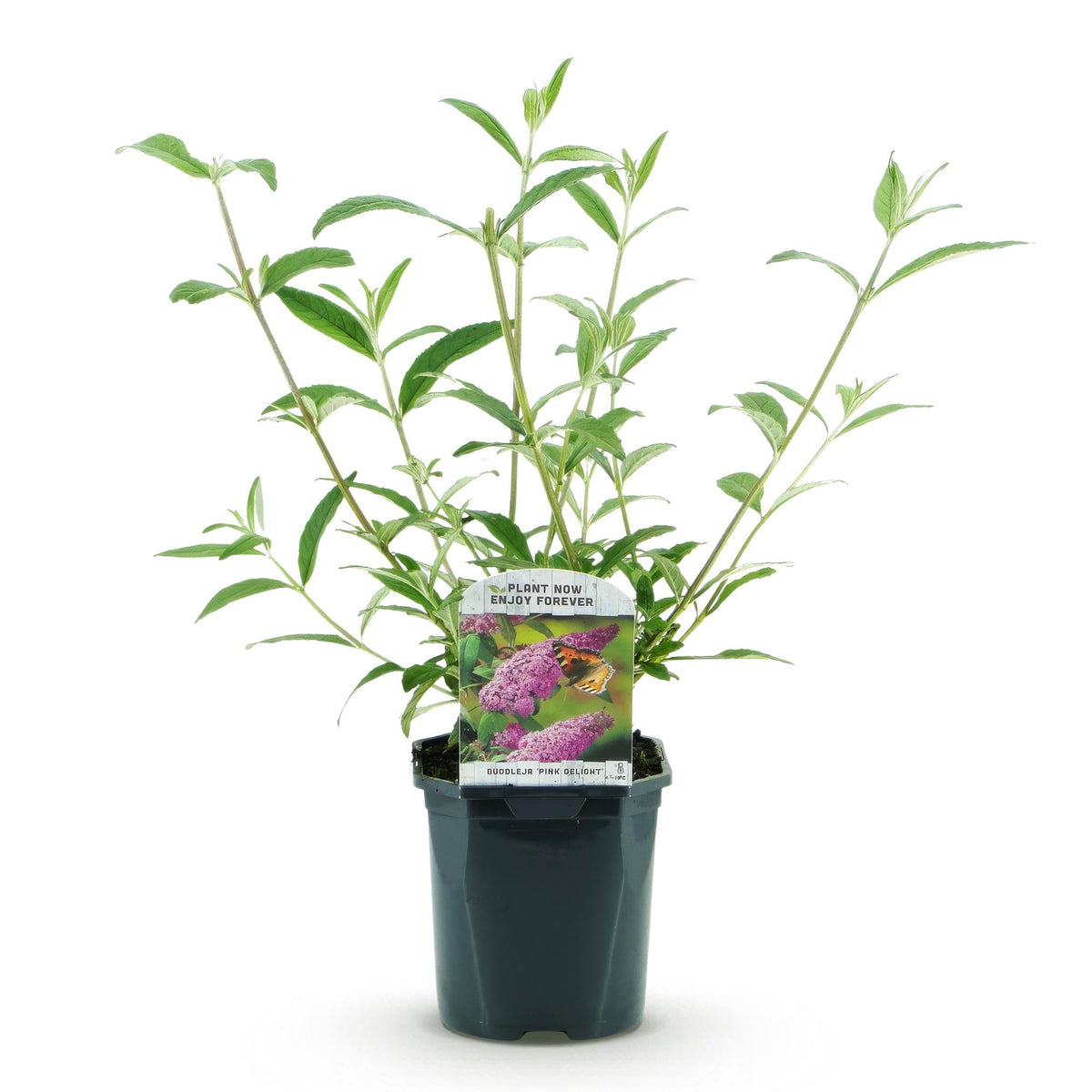 Green boutiQ - Plante de jardin - Buddleja davidii Pink Delight - Arbre aux papillons - Rustique - Rose - 1 Plante - Pot 17cm - Hauteur 45cm