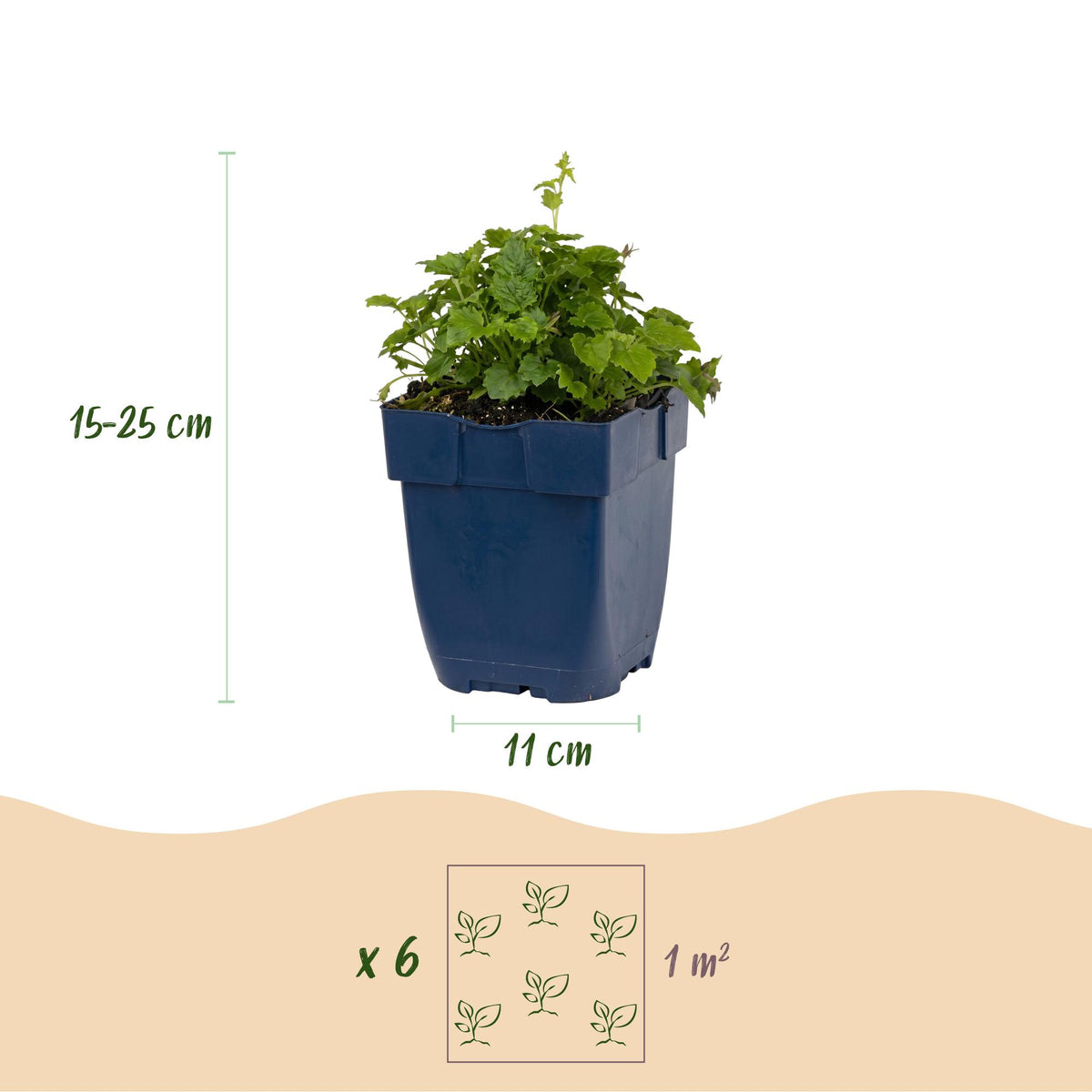 Green boutiQ - Plante vivace - Campanula portenschlagiana Tricolour - Campanule à feuilles de pêcher - Couvre-sol - Violet - Rose - Blanc - 24 Plantes - Pot 11cm - Hauteur 15-25cm