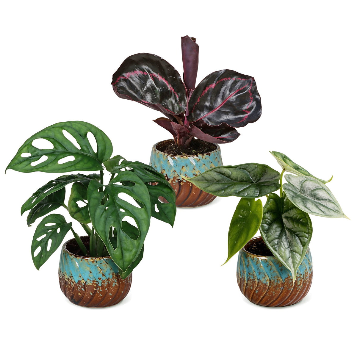3x Baby Jungle Mix - Various colours - Tropical - incl. Copper Reef - Ø6cm - ↕10-15cm