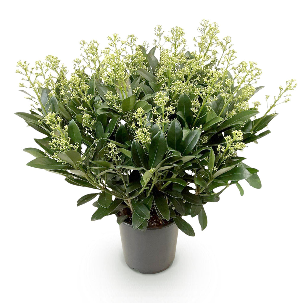 Green boutiQ - Plante de Terrasse - Skimmia japonica Finchy - Fleur Blanche - 40+ Fleurs - 1 Plante - Résistant à l'Hiver - Pot 19cm Hauteur 60cm