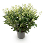 Green boutiQ - Plante de Terrasse - Skimmia japonica Finchy - Fleur Blanche - 40+ Fleurs - 1 Plante - Résistant à l'Hiver - Pot 19cm Hauteur 60cm