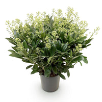 Green boutiQ - Terrasplant - Skimmia japonica Finchy - Bloem Wit - 40+ Bloemen - 1 Plant - Winterhard - Pot 19cm Hoogte 60cm